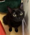 adoptable Cat in hudson, NY named Misty