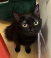 adoptable Cat in Hudson, NY named Misty