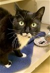 adoptable Cat in hudson, NY named Harmony
