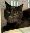 adoptable Cat in Hudson, NY named Midnite