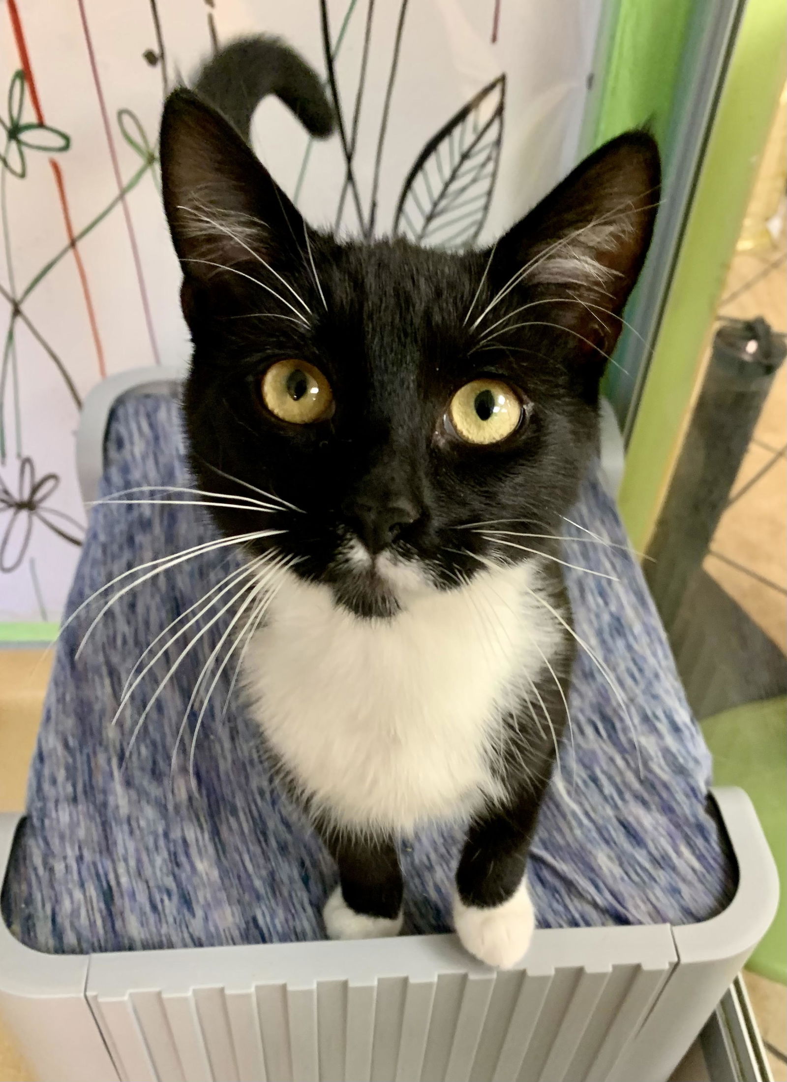 adoptable Cat in Hudson, NY named MeeChee