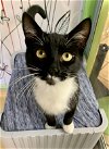 adoptable Cat in hudson, NY named MeeChee
