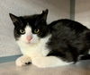 adoptable Cat in Hudson, NY named Bugs