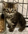 adoptable Cat in , NY named Dixie - KITTEN