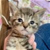 adoptable Cat in hudson, NY named Maui