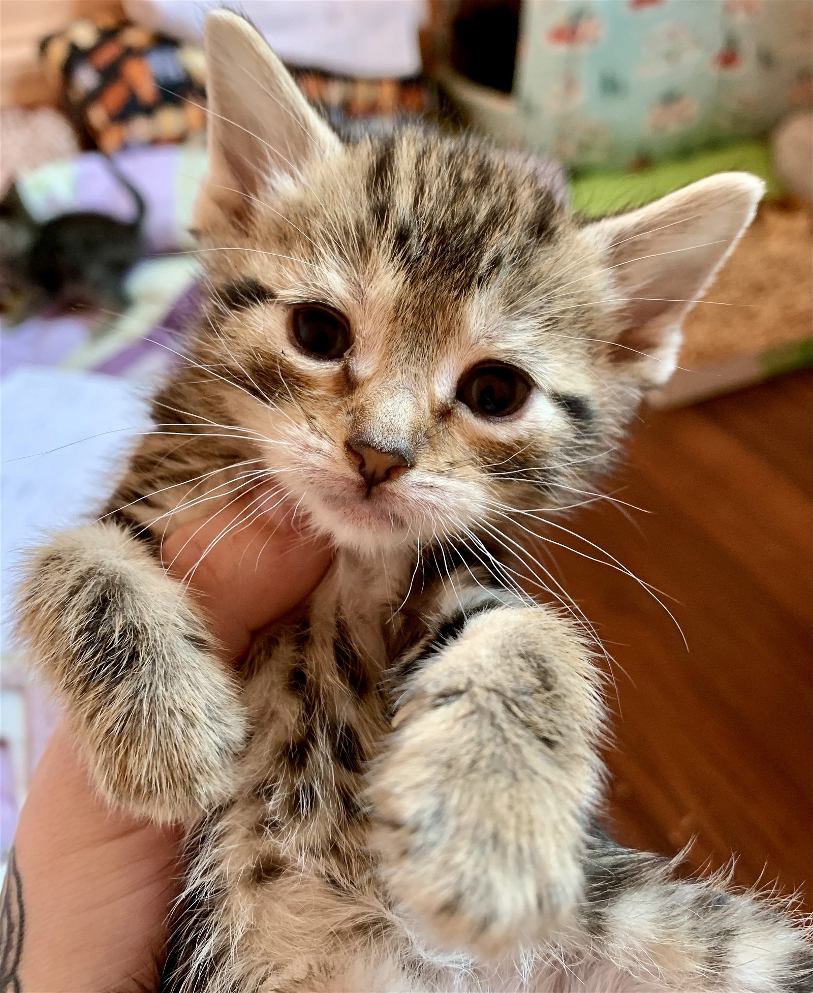 adoptable Cat in Hudson, NY named Lei-KITTEN