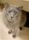 adoptable Cat in hudson, NY named Max