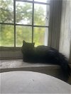 adoptable Cat in hudson, NY named Semolina