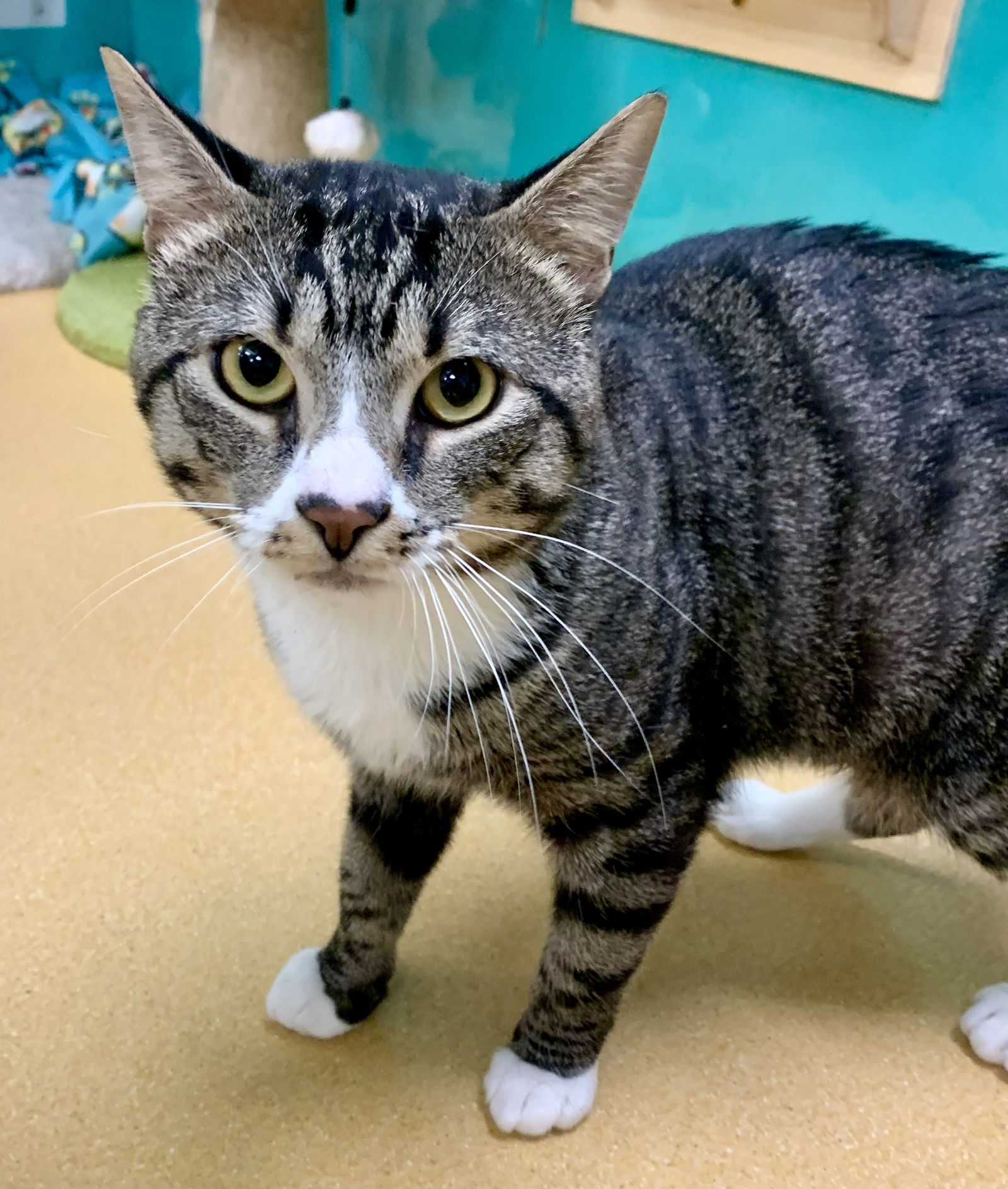 adoptable Cat in Hudson, NY named Leonardo