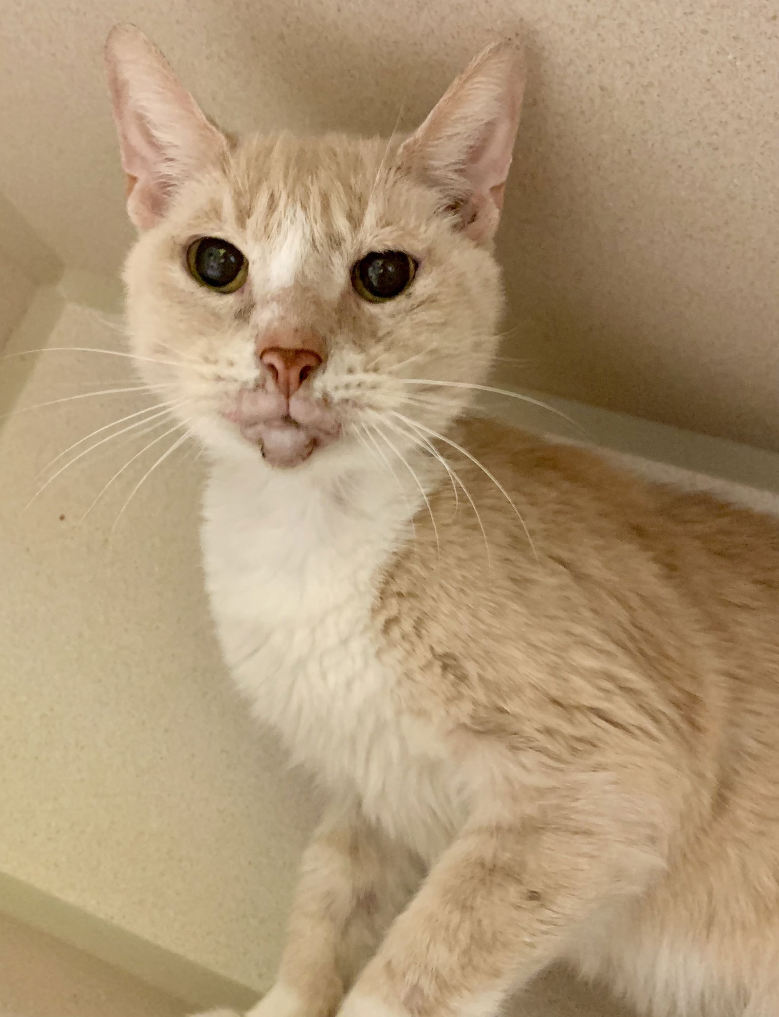 adoptable Cat in Hudson, NY named Henry