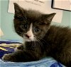 adoptable Cat in hudson, NY named Sapphire - KITTEN