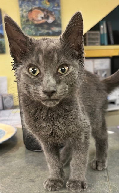 adoptable Cat in Hudson, NY named Merlin - KITTEN