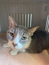 adoptable Cat in Hudson, NY named Parcihany