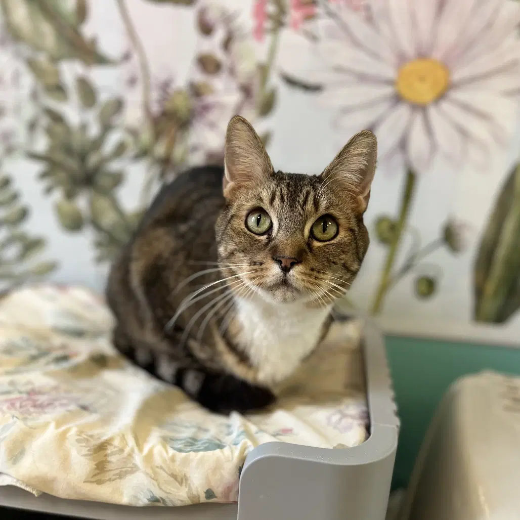 Lucas - Domestic Short Hair