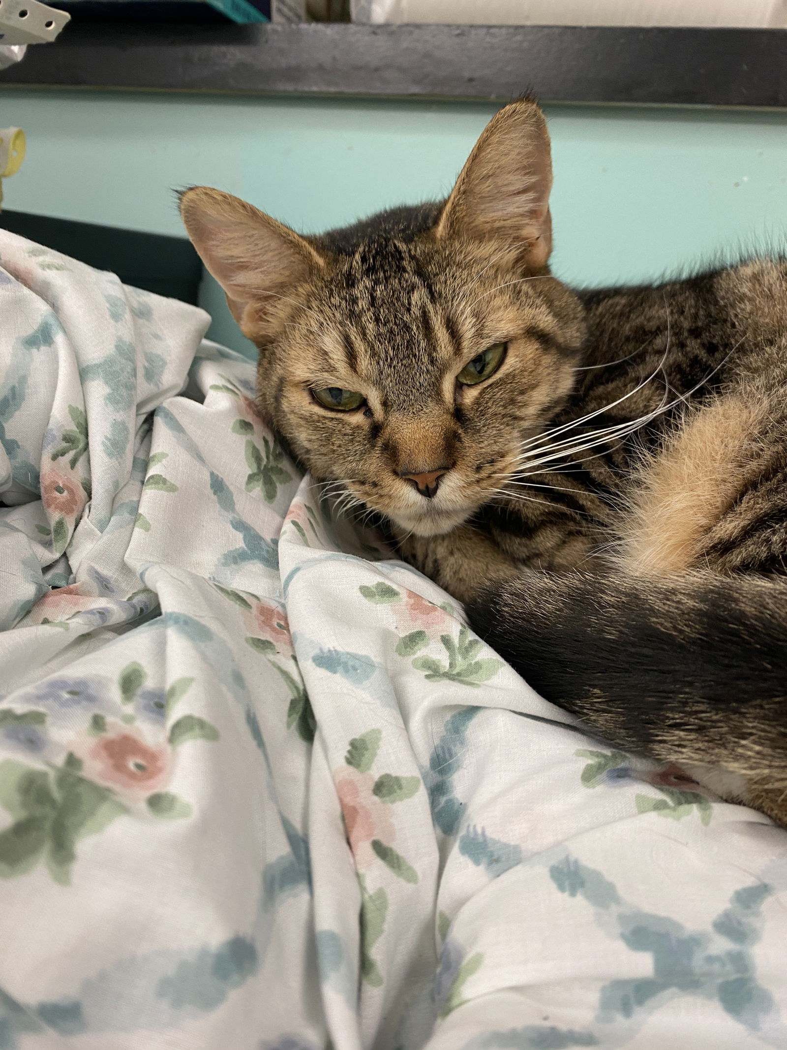 adoptable Cat in Hudson, NY named Lucas