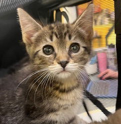 adoptable Cat in Hudson, NY named Joslyn-Kitten