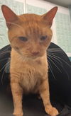 adoptable Cat in Hudson, NY named Benny