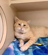 adoptable Cat in , NY named Chewy