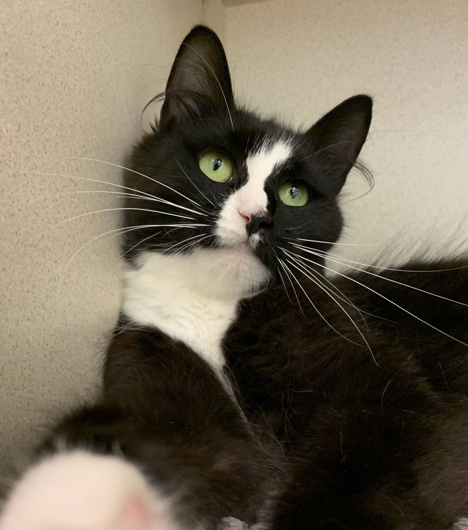 adoptable Cat in Hudson, NY named Try