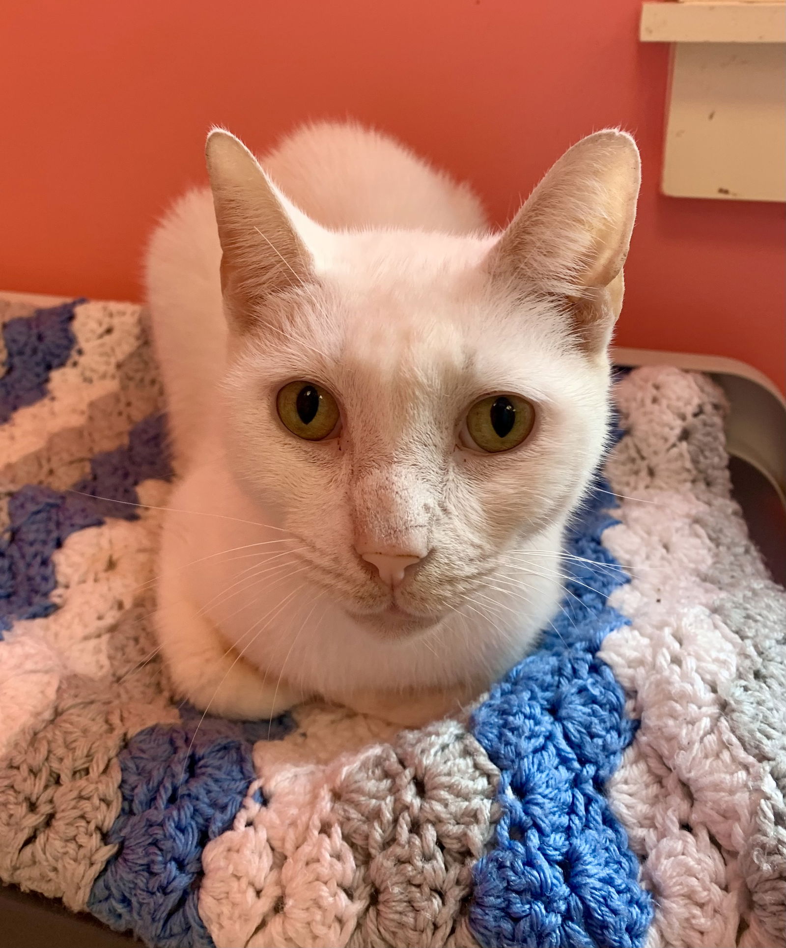 adoptable Cat in Hudson, NY named Reno