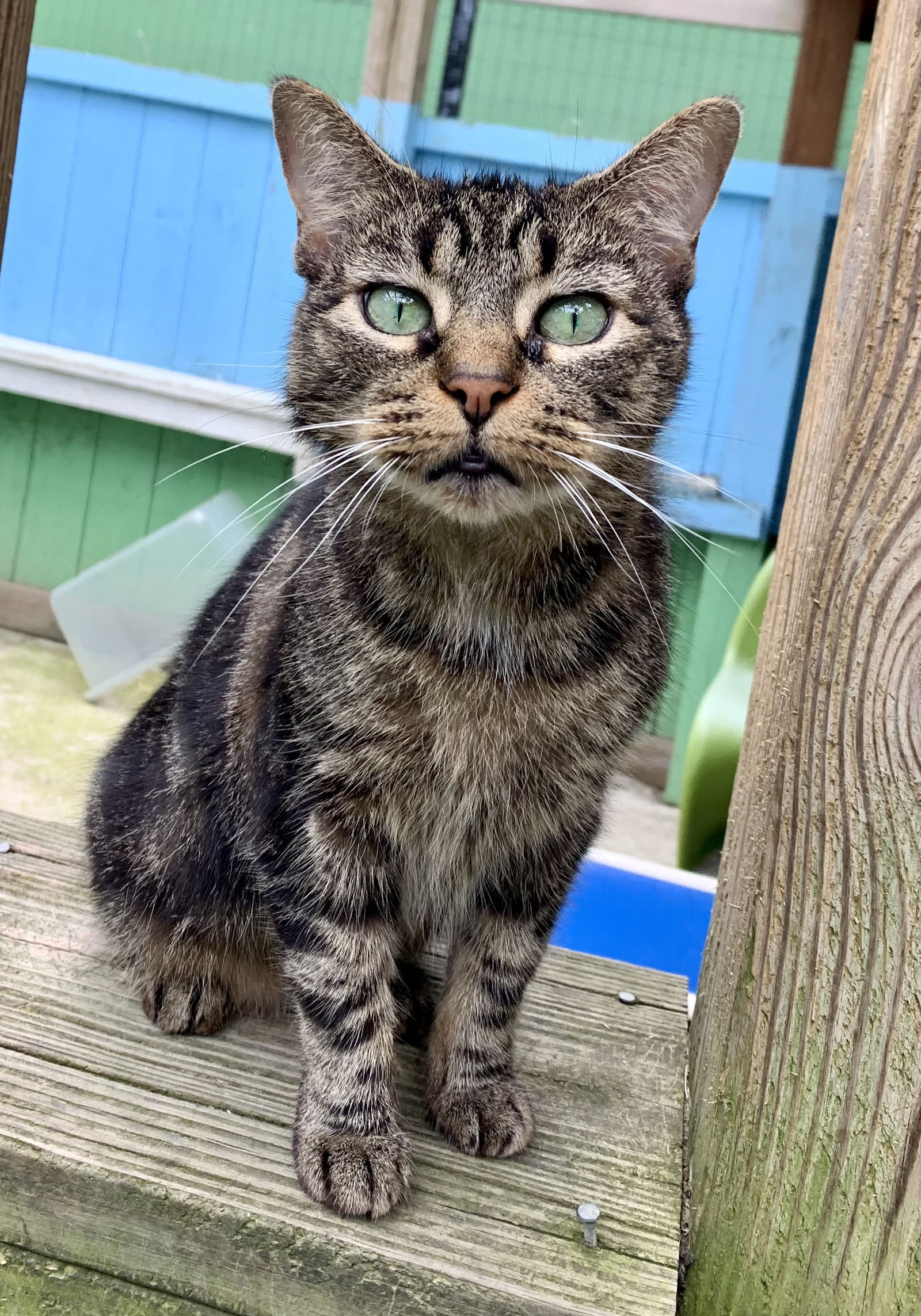 adoptable Cat in Hudson, NY named Lucille