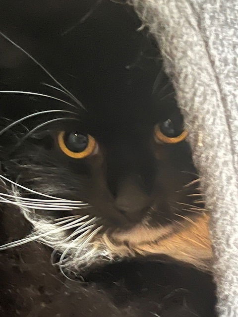 adoptable Cat in Hudson, NY named Oreo