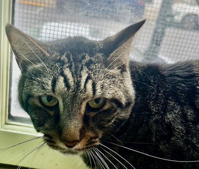 adoptable Cat in Hudson, NY named WINSTON