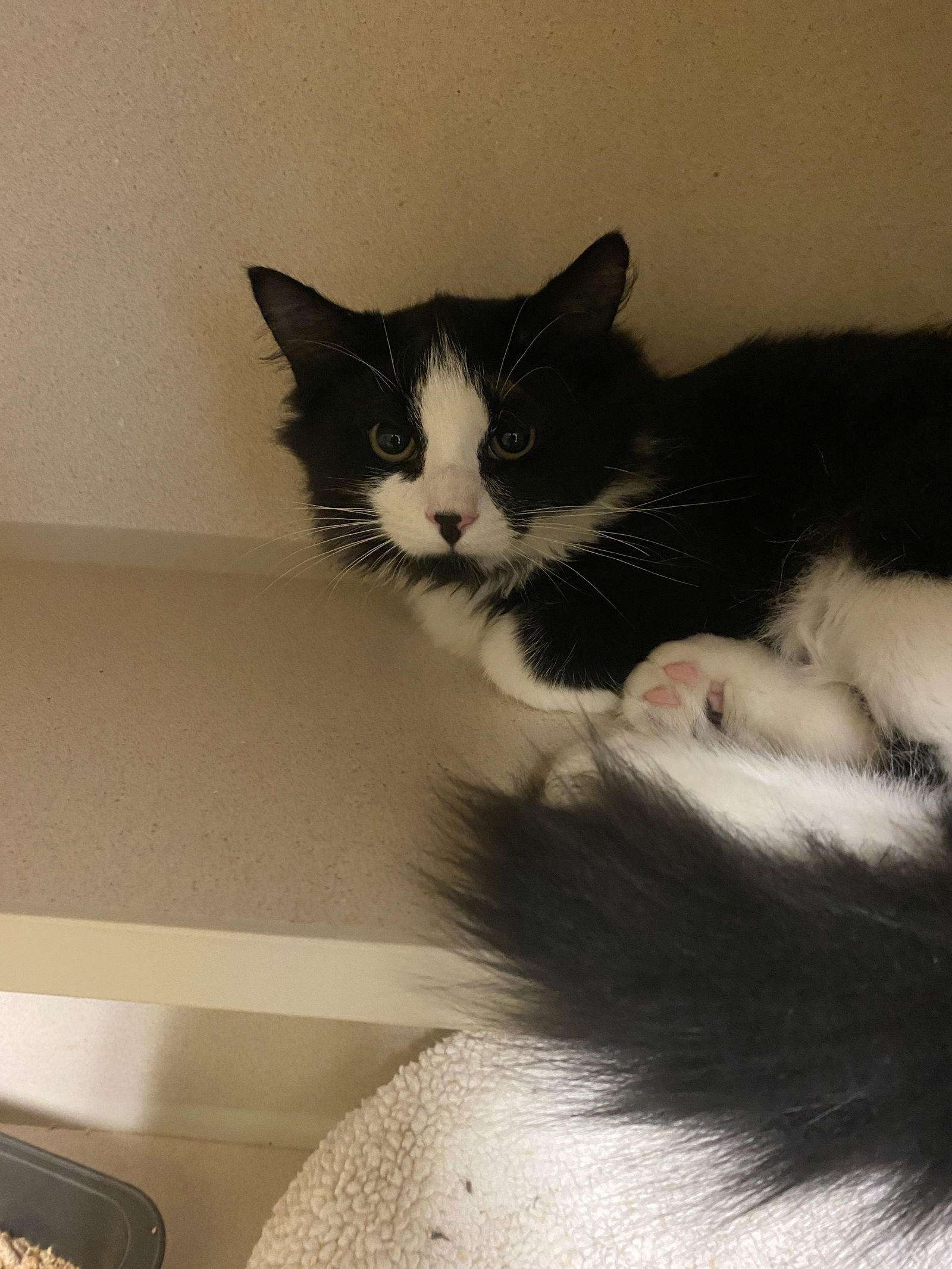 adoptable Cat in Hudson, NY named Pepper-Kitten