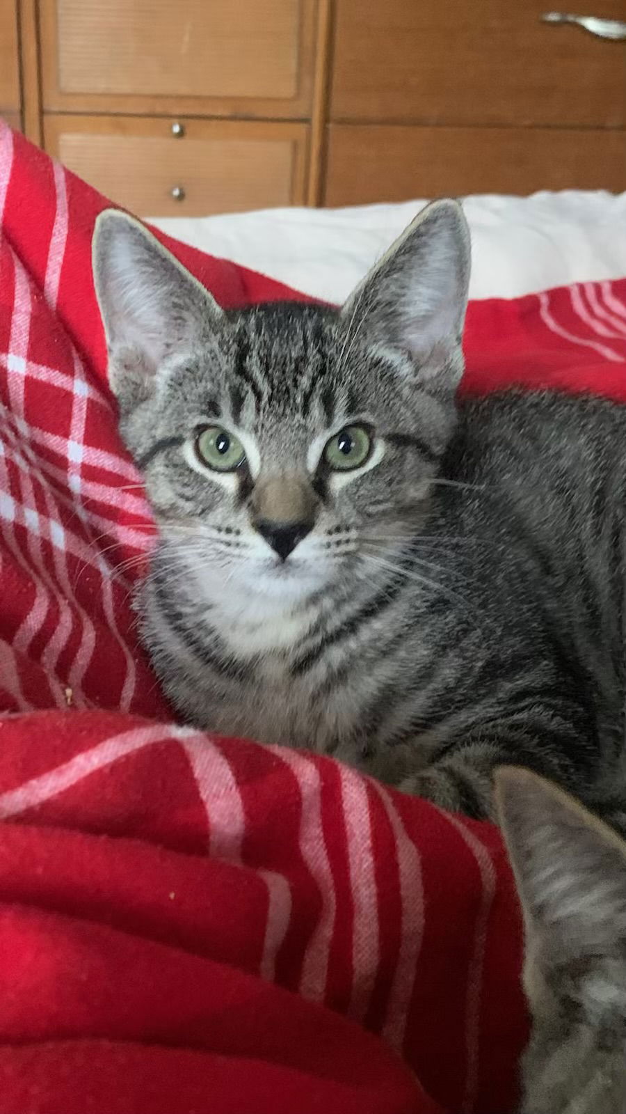 adoptable Cat in Hudson, NY named FROG-KITTEN