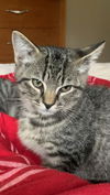 adoptable Cat in Hudson, NY named TOAD-Kitten