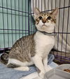 adoptable Cat in , NY named Dorian