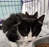 adoptable Cat in , NY named BAY KItten