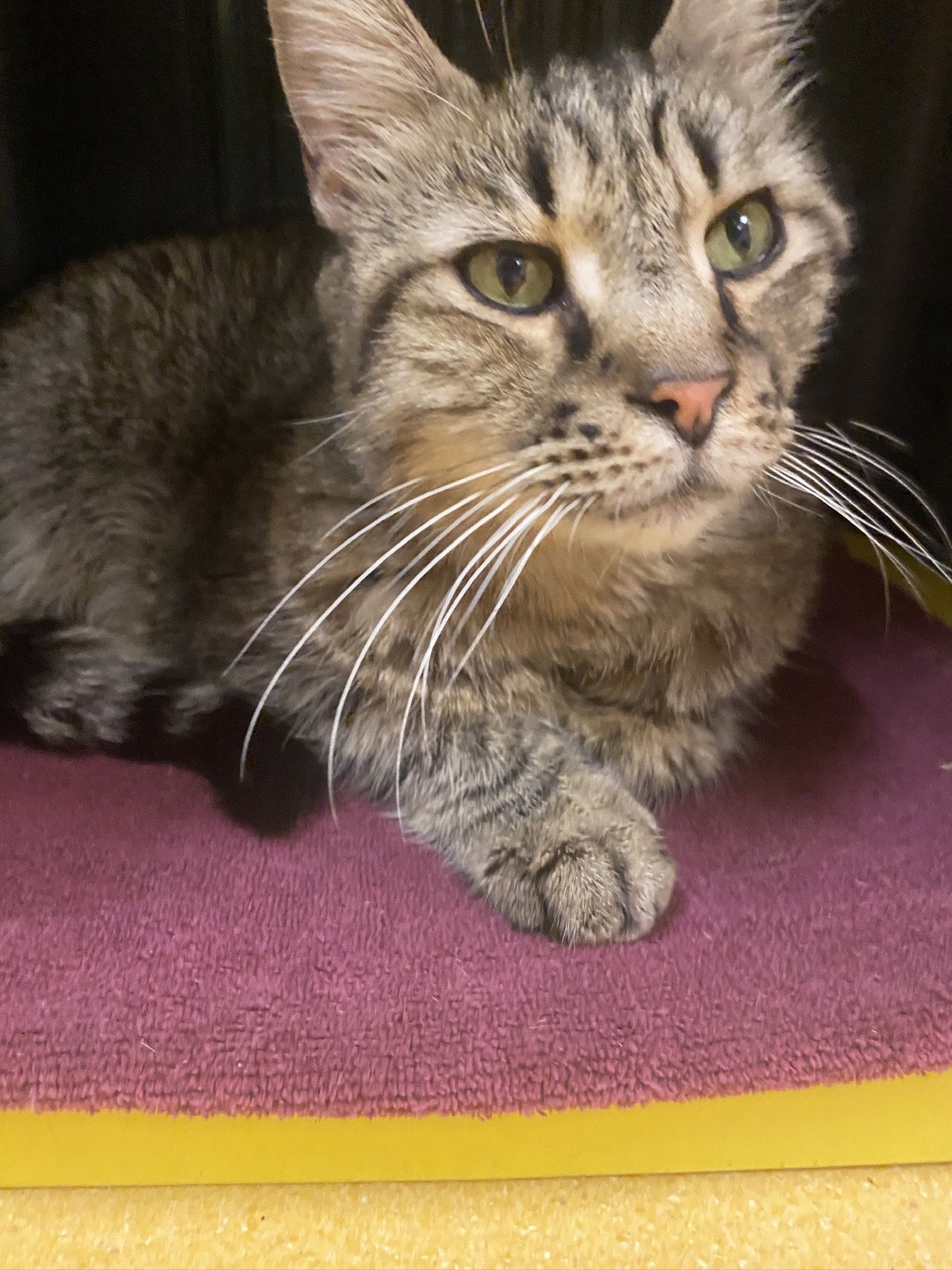 adoptable Cat in Hudson, NY named PUDDLES