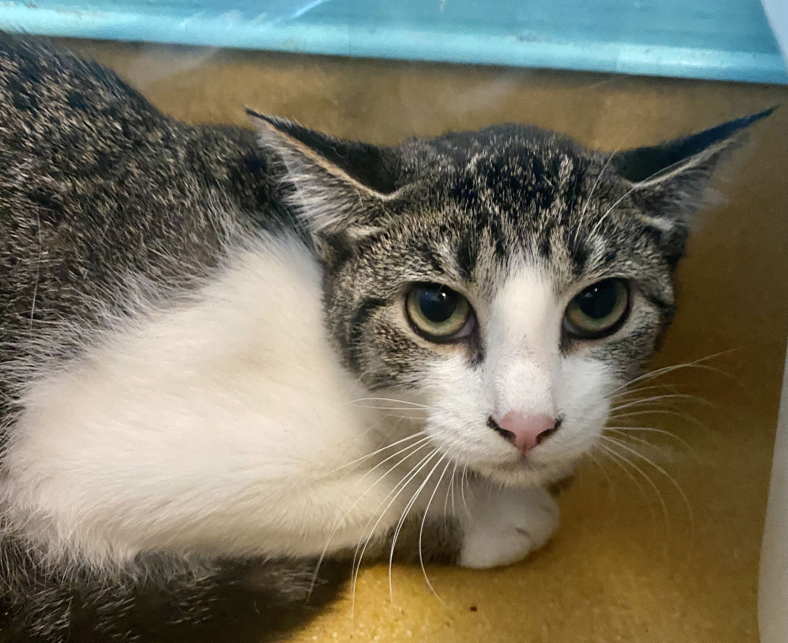 adoptable Cat in Hudson, NY named ACACIA