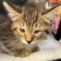 adoptable Cat in Hudson, NY named JASPER