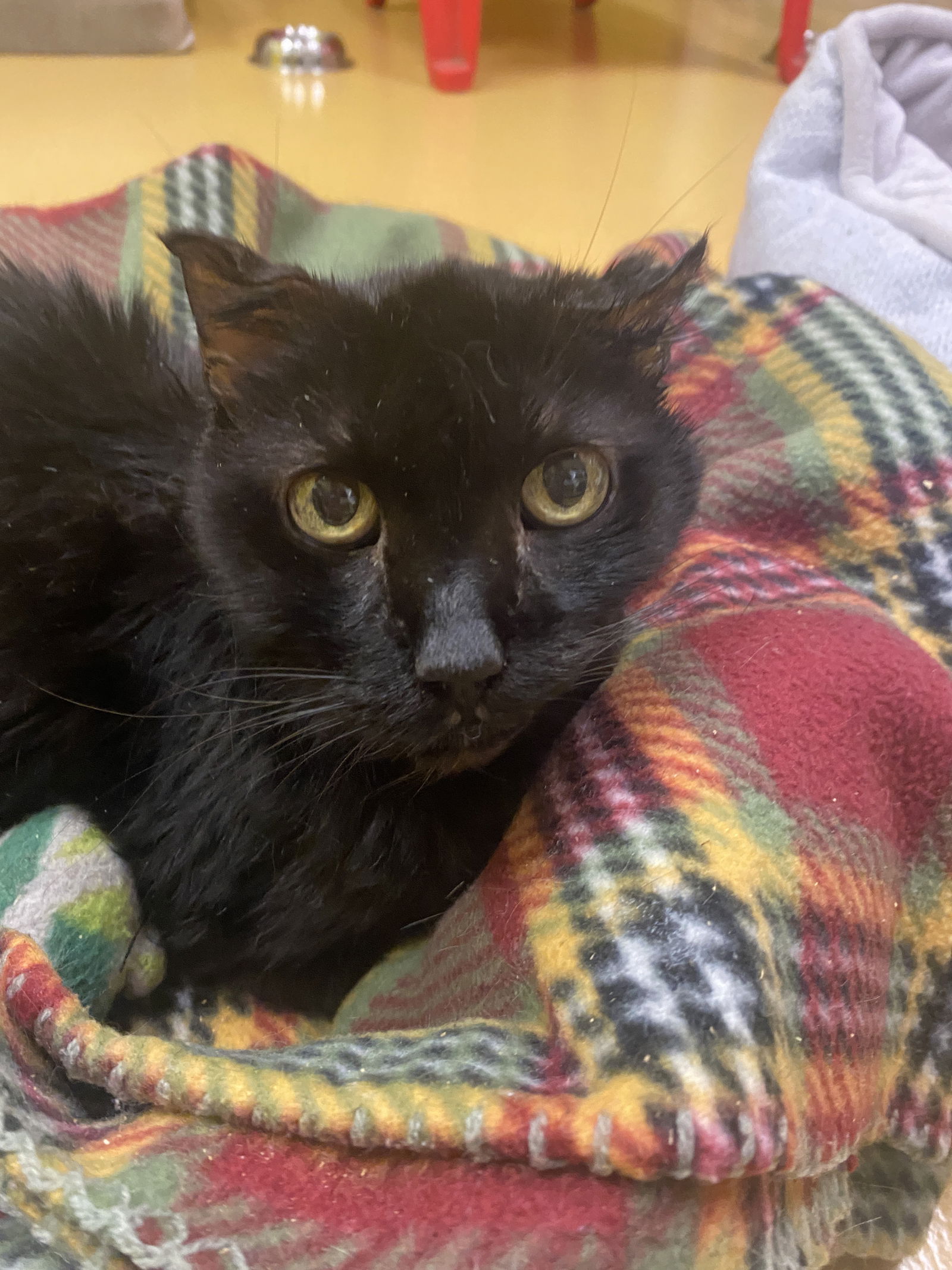 adoptable Cat in Hudson, NY named Blackie