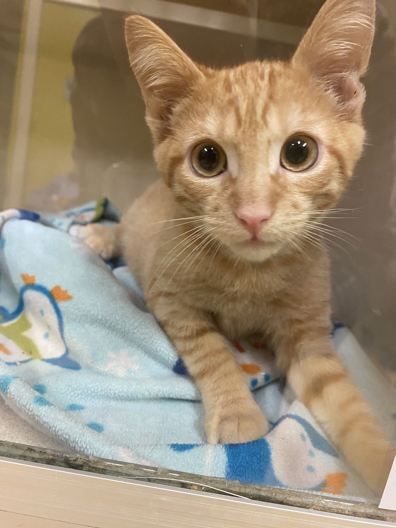 adoptable Cat in Hudson, NY named CHEESE PUFF-Kitten