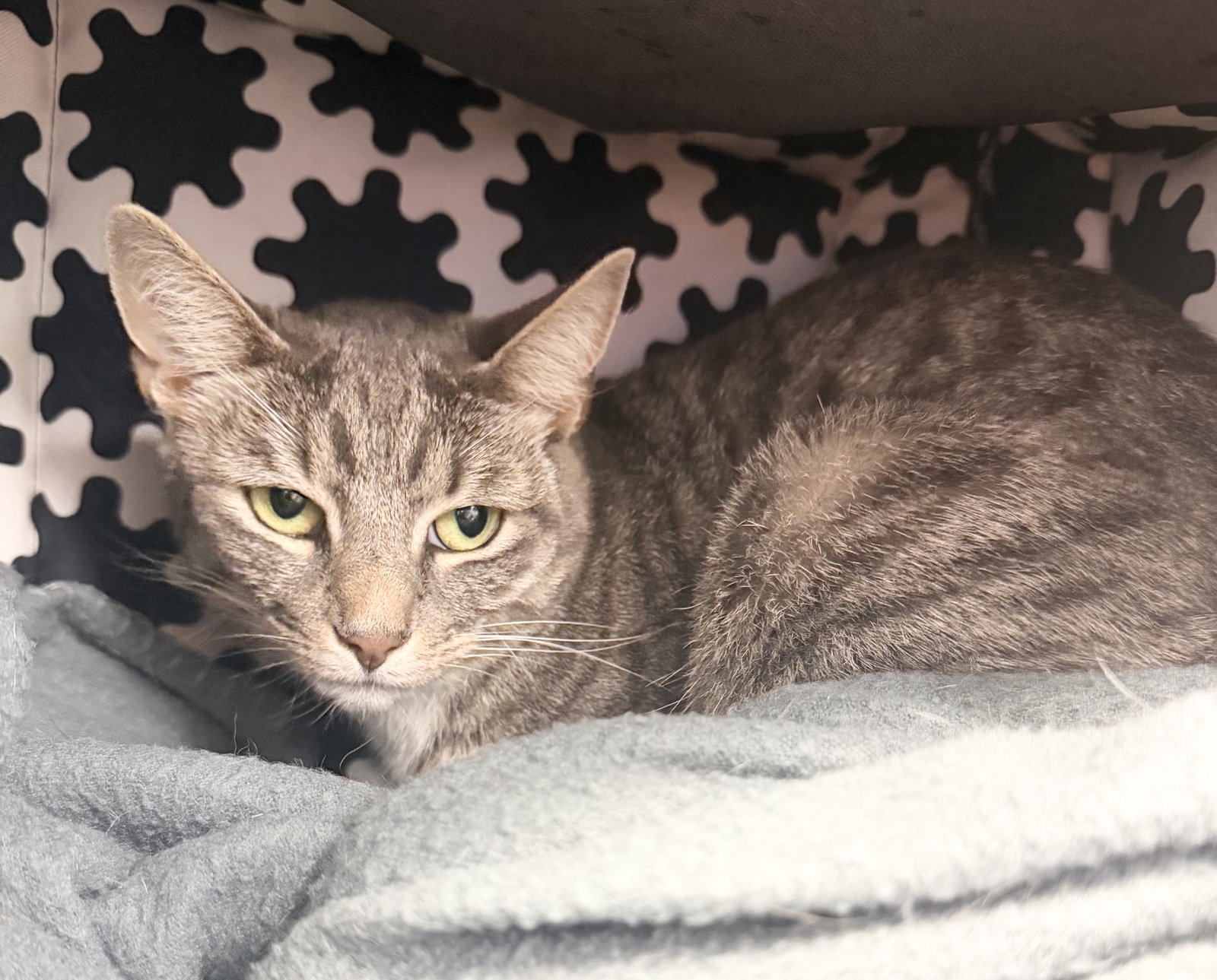 Ellie, cat