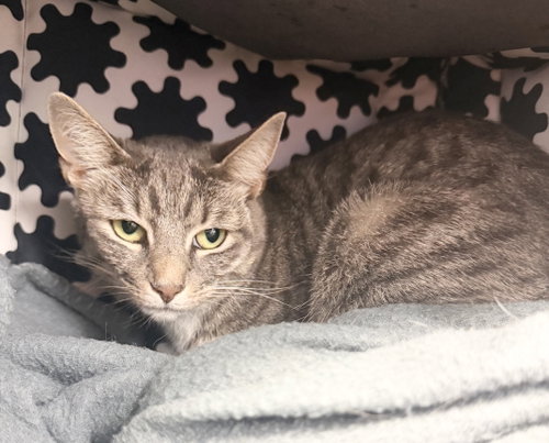 Ellie, an adoptable American Shorthair in Hudson, NY