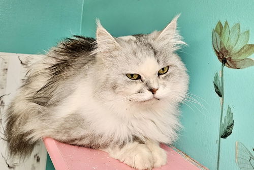 picture of the cat needing adoption