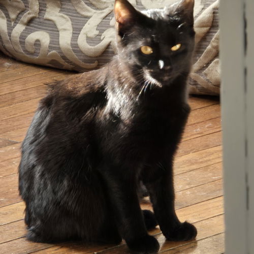 picture of the cat needing adoption