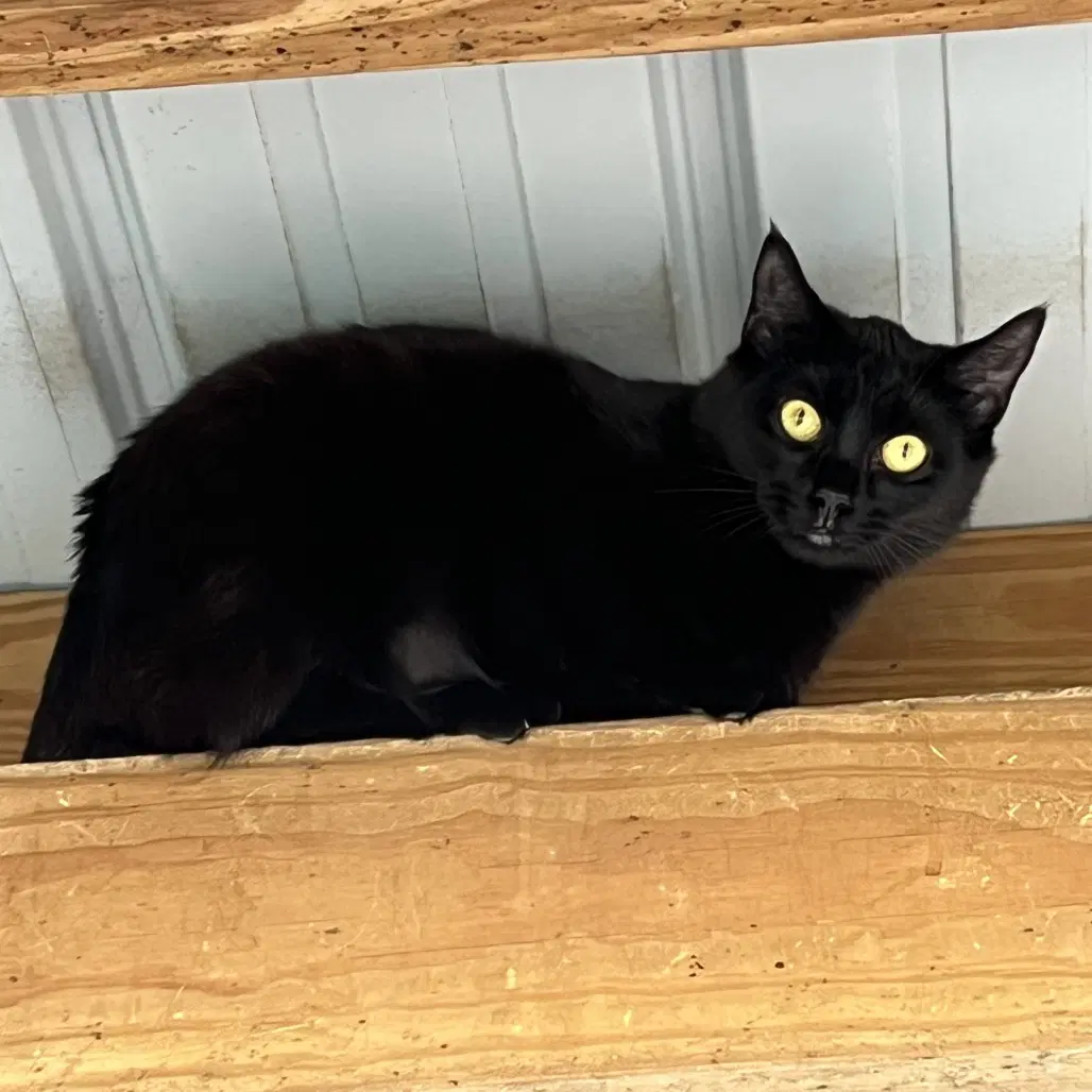 Alba - Domestic Short Hair
