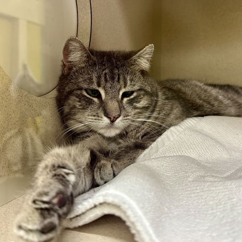picture of the cat needing adoption