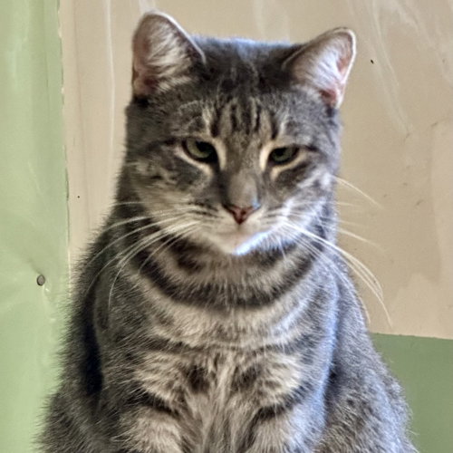 ROAD RUNNER - Domestic Short Hair available for adoption