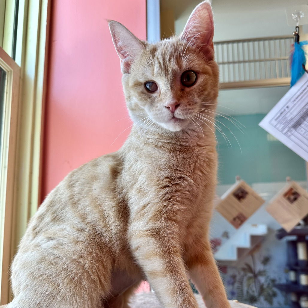 adoptable Cat in Hudson, NY named Garcia