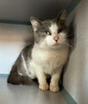 adoptable Cat in , NY named Benni
