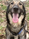 adoptable Dog in  named KINGSTON