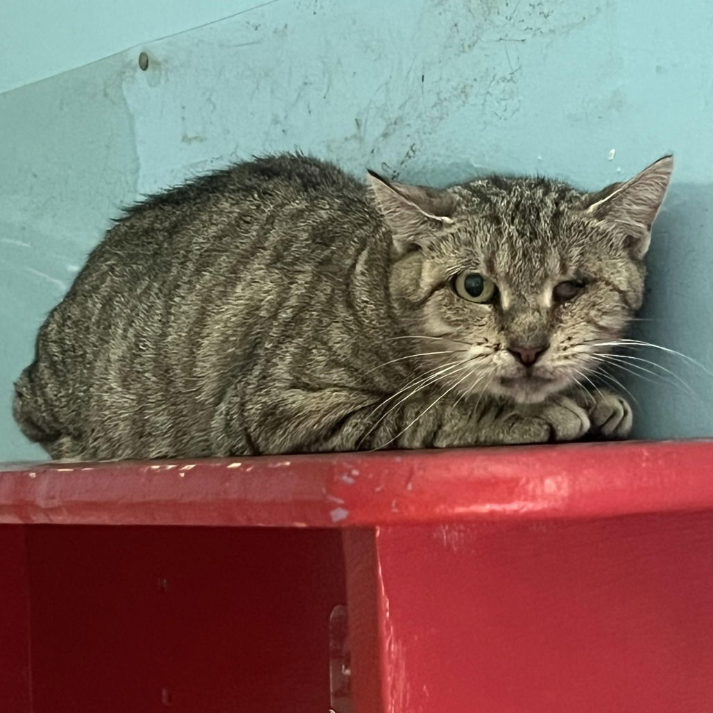 adoptable Cat in Hudson, NY named Emily