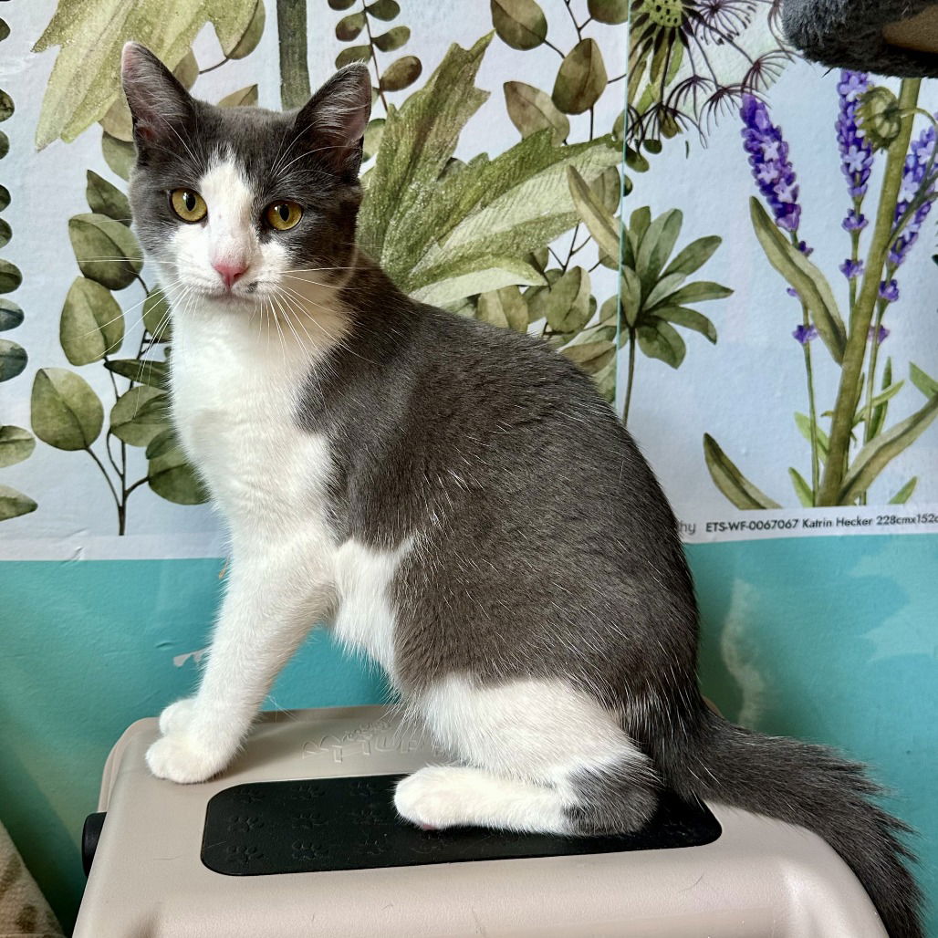 adoptable Cat in Hudson, NY named Harlow