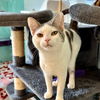 adoptable Cat in Hudson, NY named Mae